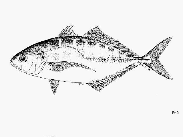 Image of Barred Jack