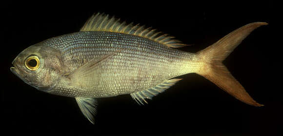 Image of Dirty odure snapper