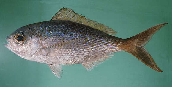 Image of Dirty odure snapper