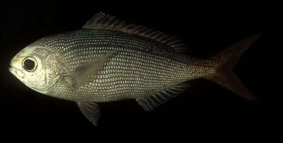 Image of Dirty odure snapper