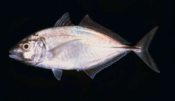 Image of Whitefin trevally