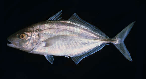 Image of Whitefin trevally