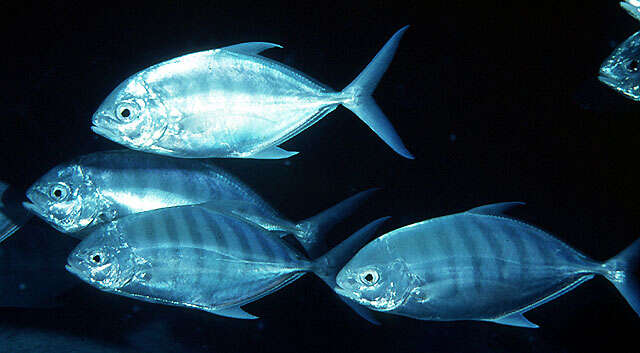 Image of Blue trevally