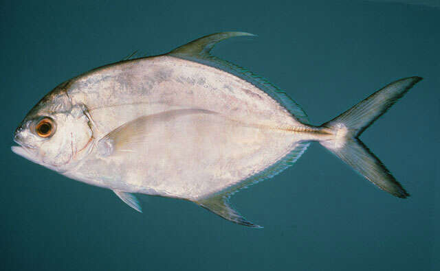 Image of Blue trevally