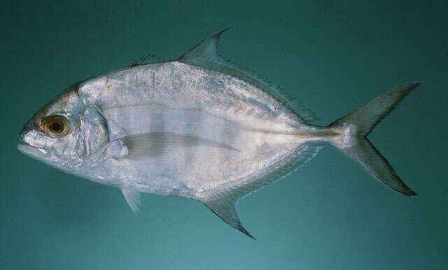 Image of Blue trevally