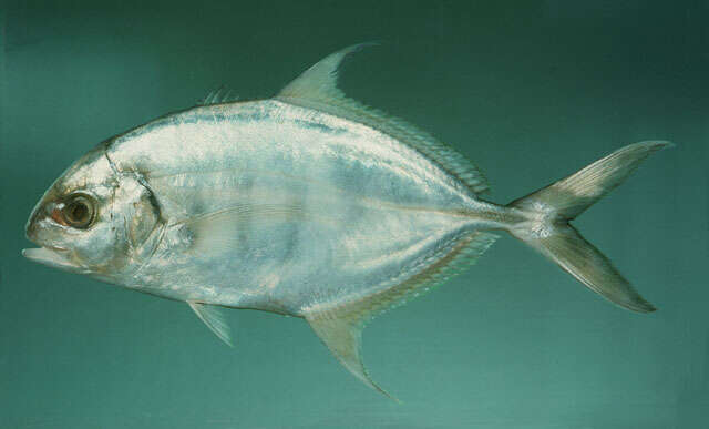 Image of Blue trevally