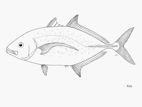 Image of Orange spotted trevally