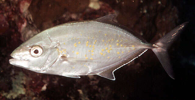 Image of Orange spotted trevally