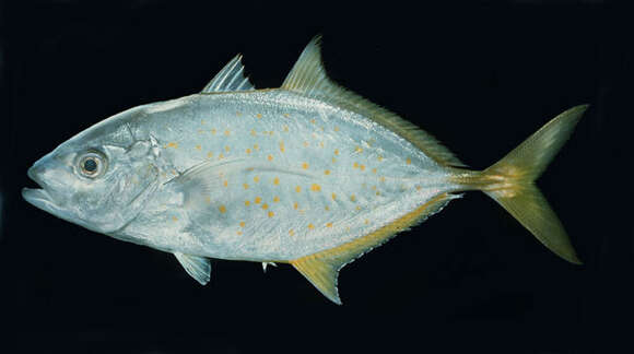 Image of Orange spotted trevally