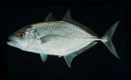 Image of Orange spotted trevally