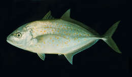 Image of Orange spotted trevally