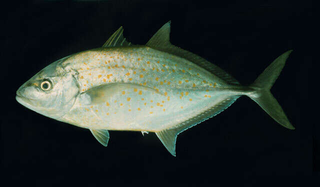 Image of Orange spotted trevally