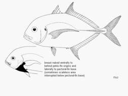 Image of Coastal trevally