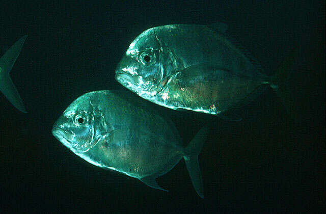 Image of Coastal trevally