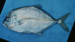 Image of Coastal trevally