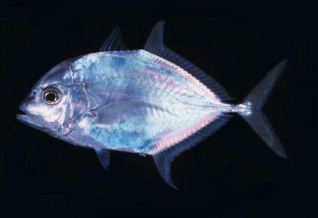 Image of Coastal trevally