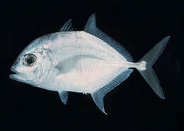 Image of Coastal trevally