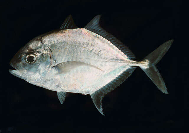 Image of Coastal trevally