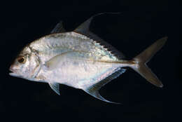 Image of Shadow trevally