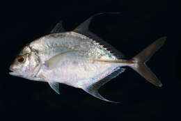 Sivun Carangoides dinema Bleeker 1851 kuva