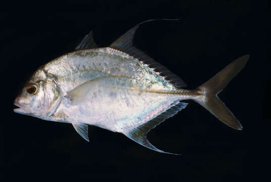 Image of Shadow trevally