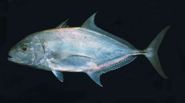 Image of Yellowspotted trevally