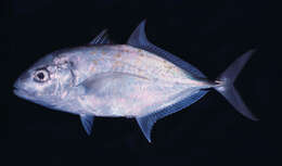 Image of Yellowspotted trevally