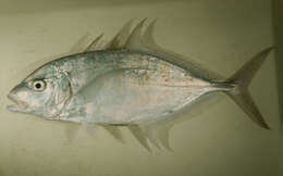 Image of Yellowspotted trevally