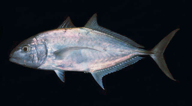 Image of Yellowspotted trevally