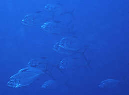 Image of Ulua