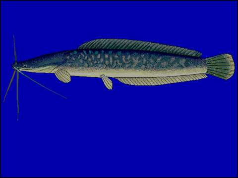 Image of African Catfish