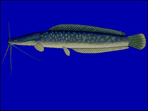 Слика од Clarias gariepinus (Burchell 1822)