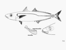 Image of Cherootfish