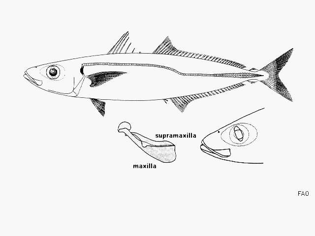 Image of Cherootfish