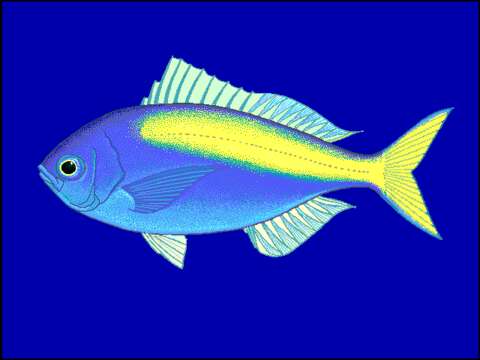 Image of Yellowtail blue snapper