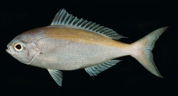 Image of Yellowtail blue snapper