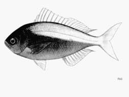 Image of Yellowtail blue snapper