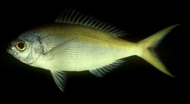 Image of Yellowtail blue snapper