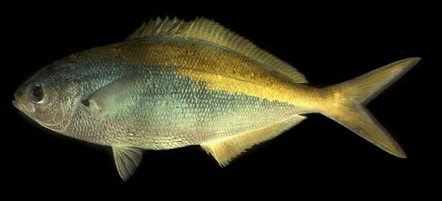 Image of Yellowtail blue snapper