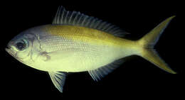 Image of Yellowtail blue snapper