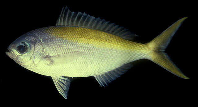 Image of Yellowtail blue snapper