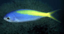 Image of Yellowtail blue snapper