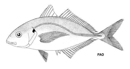 Image de Pseudocaranx wrighti (Whitley 1931)