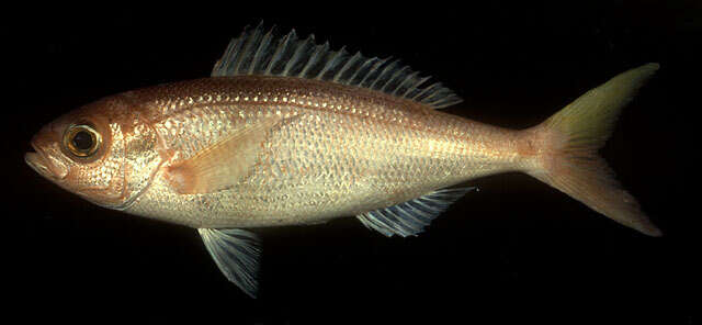 Image of Scalemouth jobfish