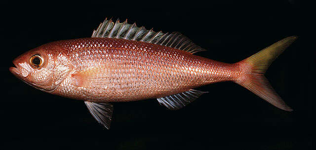 Image of Scalemouth jobfish