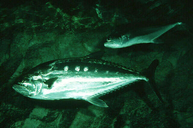 Image of Talang queenfish