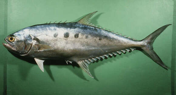 Image of Talang queenfish