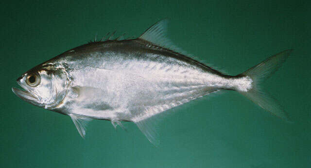 Image of Talang queenfish