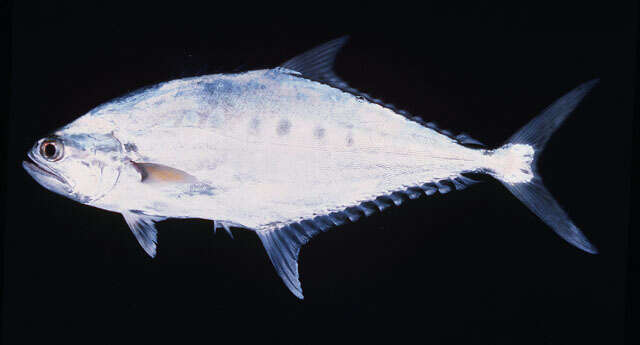 Image of Talang queenfish