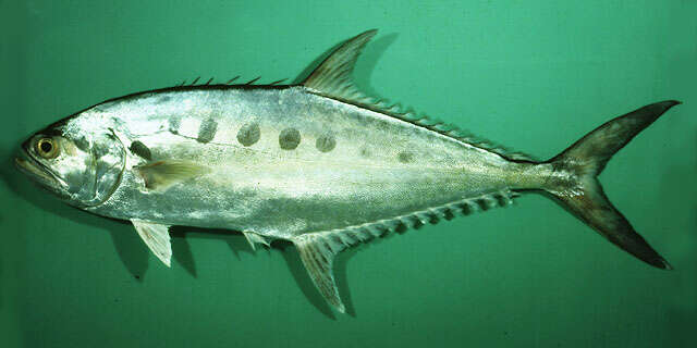 Image of Talang queenfish